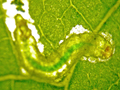 Stigmella microtheriella